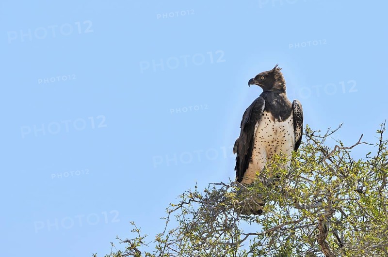 Martial Eagle (Polemaetus bellicosus) perched in tree top, South Africa, Africa