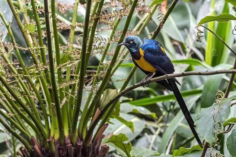 Golden-breasted starling, royal starling (Lamprotornis regius) native to East Africa