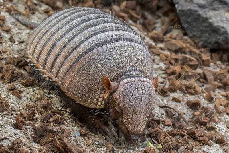 Screaming hairy armadillo (Chaetophractus vellerosus), small screaming armadillo, burrowing armadillo native to South America