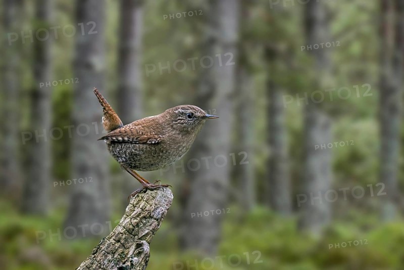 Eurasian wren (Troglodytes troglodytes) (Nannus troglodytes) perched on tree stump in coniferous spruce forest