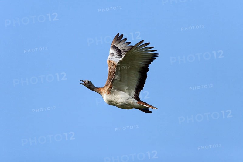 Great Bustard (Otis tarda), Alentejo, Portugal, side, Europe