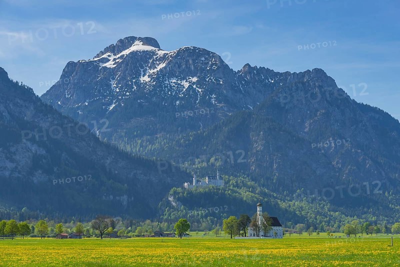 Blooming dandelion meadow, behind pilgrimage church St. Coloman, Neuschwanstein Castle and the Säuling, 2047m, Allgäu, Bavaria, Germany, Europe