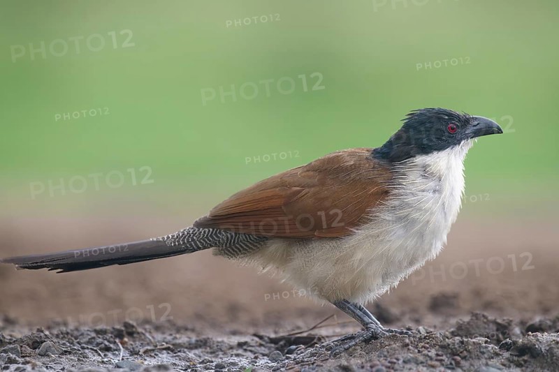 Burchell's coucal (Centropus burchellii), Kwazulu Natal Province, South Africa, Africa