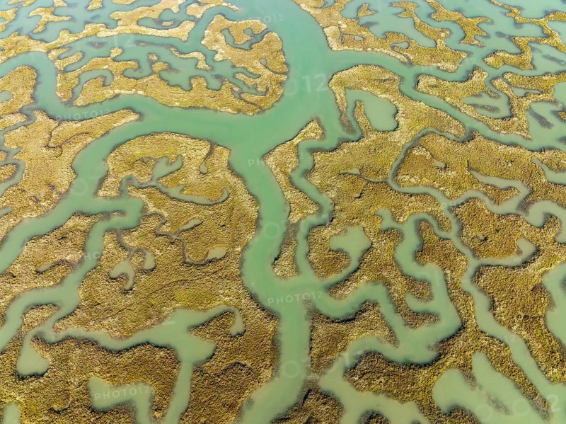 Network of channels and streams at low tide, in the marshland of the Bahía de Cádiz, aerial view, drone shot, Cádiz province, Andalusia, Spain, Europe