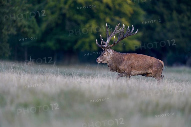 Red deer (Cervus elaphus), with mud in antlers after wallowing running in a meadow, rutting, Zealand, Denmark, Europe