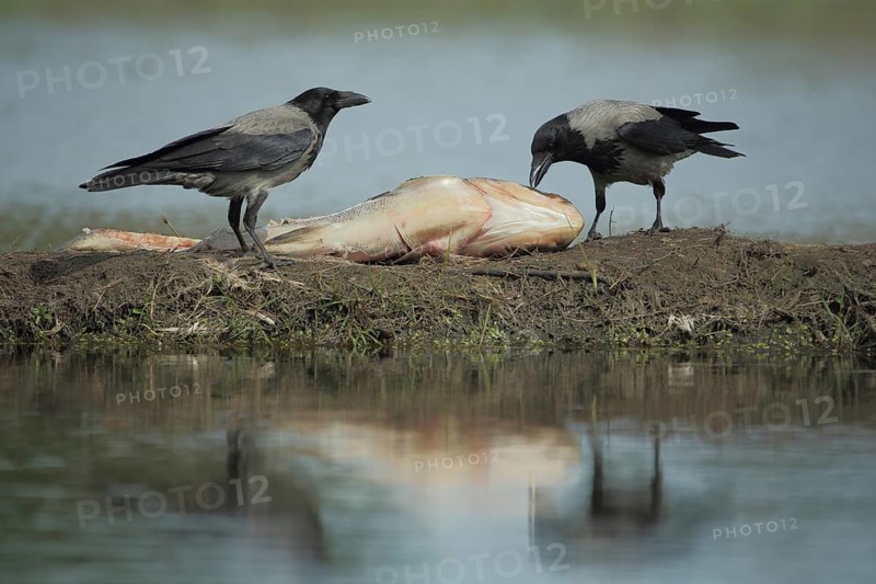 Two hooded crow (Corvus corone cornix) with ace fish while feeding, Feldberg, Feldberger, Seenlandschaft, Mecklenburg-Western Pomerania, Germany, Europe