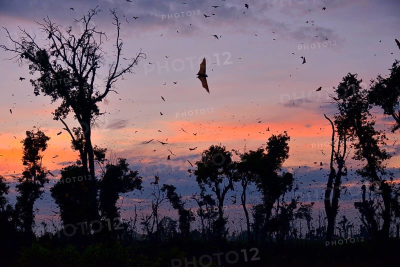 Straw-coloured Fruit Bats (Eidolon helvum), in flight at first light, Kasanka National Park, Zambia, Africa