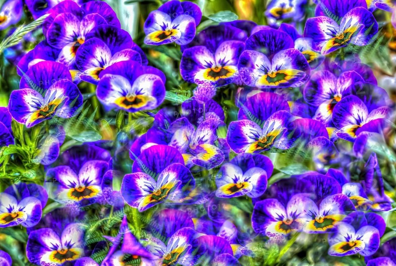 Large-flowered field pansy, viola (plant) (Viola), purple flowers creative, artistic shot, violet flowers alienated, plants, impressionistic art style, vivid spring atmosphere, allover, alienation, dense flower field, bright colours, garden, bed, plants, Germany, Europe