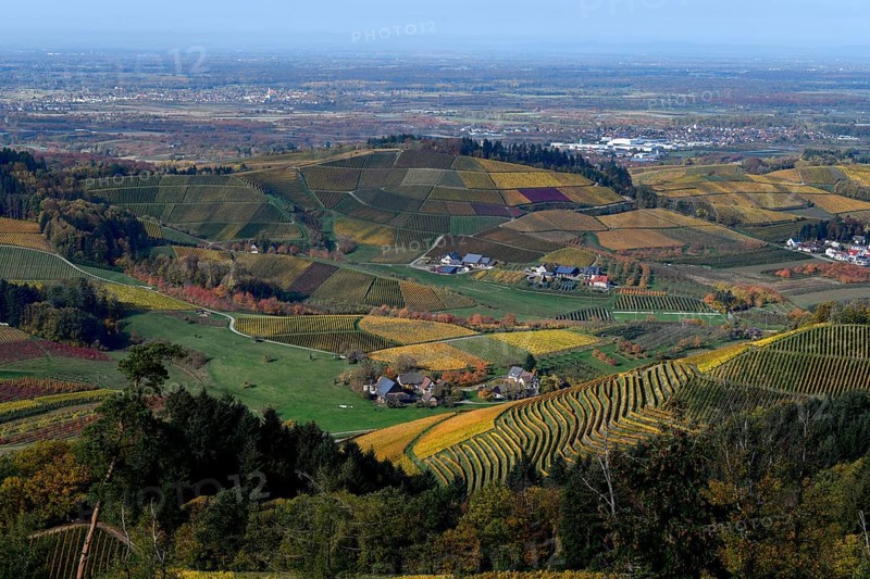 Landscape with autumnal coloured vineyards, near Durbach, Ortenaukreis, Black Forest, Baden-Württemberg, Germany, Europe