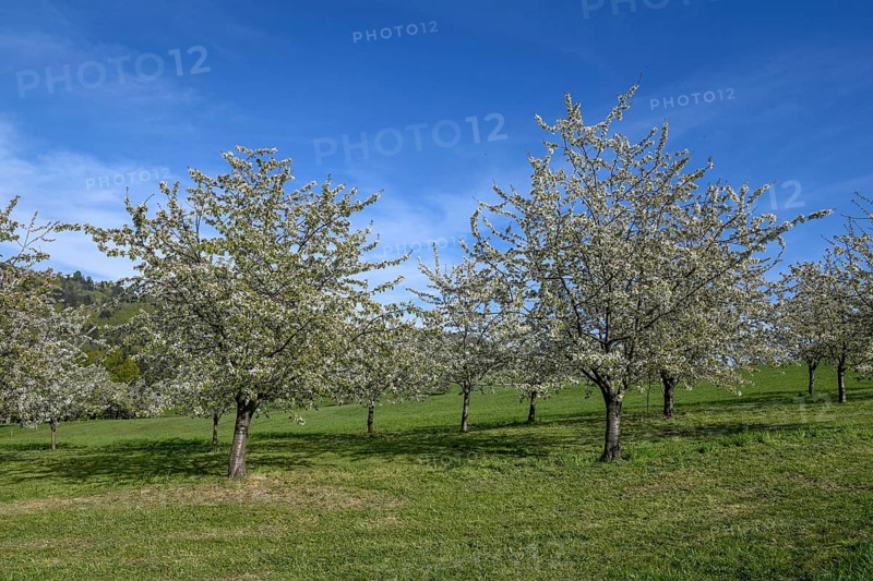 Flowering cherry trees near Obereggenen, Eggener Tal, Markgräfler Land, Black Forest, Baden-Württemberg, Germany, Europe
