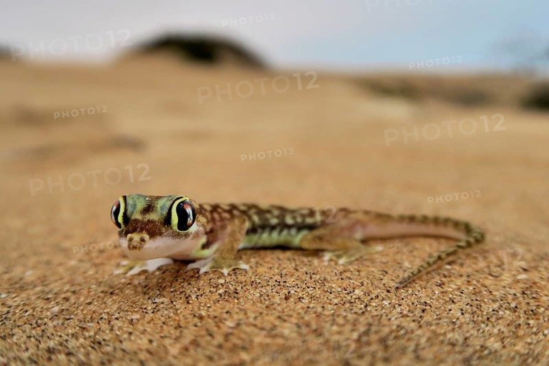 Namib gecko, namib sand gecko, web-footed gecko (Pachydactylus rangei), Namib Desert, Namibia, Africa