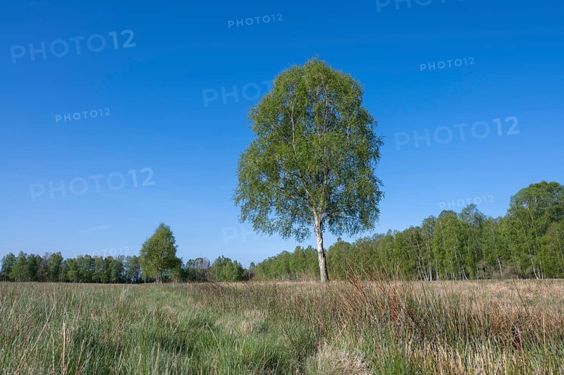 Downy birch (Betula pubescens), solitary, in spring, blue sky, Lower Saxony, Germany, Europe
