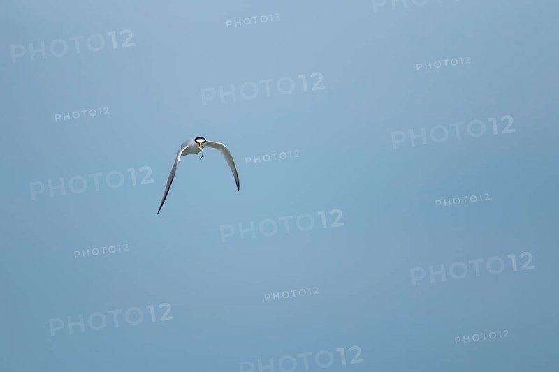 Little tern (Sternula albifrons) adult bird in flight with a fish in its beak, Suffolk, England, United Kingdom, Europe