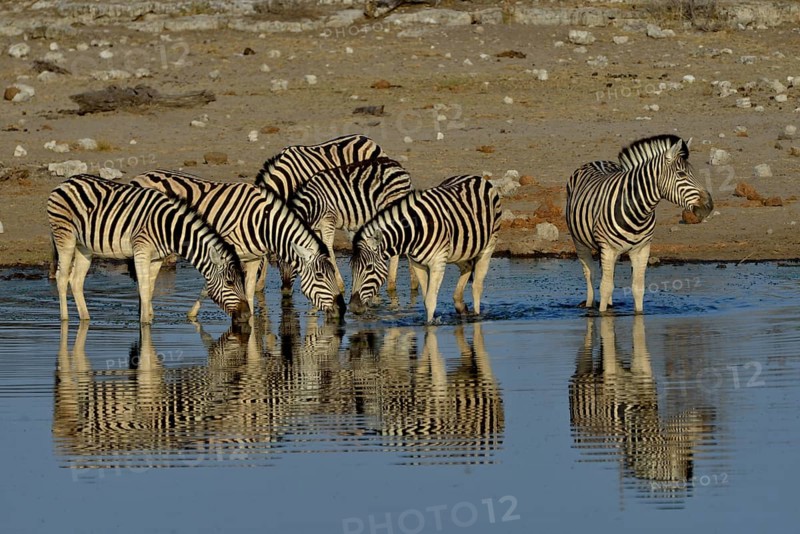 Burchell's Zebras (Equus quagga burchelli) in the water, waterhole Chudop, Etosha National Park, Namibia, Africa