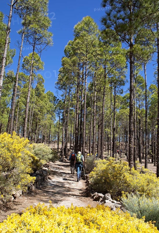 Canary Island pine (Pinus canariensis) or Canary Island pine in Parque Rural del Nublo, Las Palmas Province, Gran Canaria, Canary Islands, Spain, Europe