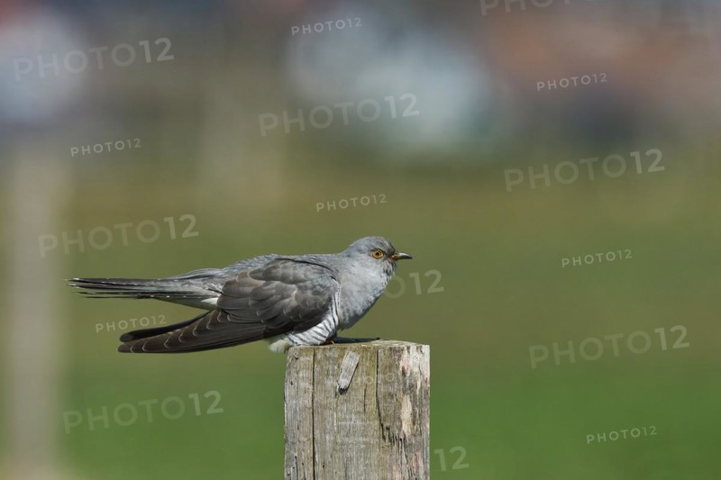 Common cuckoo (Cuculus canorus), male sitting on post of a pasture fence, Wildlife, Westerwald, Rhineland-Palatinate, Germany, Europe