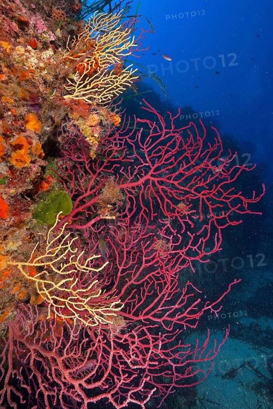 Violescent sea-whip (Paramuricea clavata) in the Mediterranean Sea near Hyères. Dive site Giens Peninsula, Côte dAzur, France, Europe