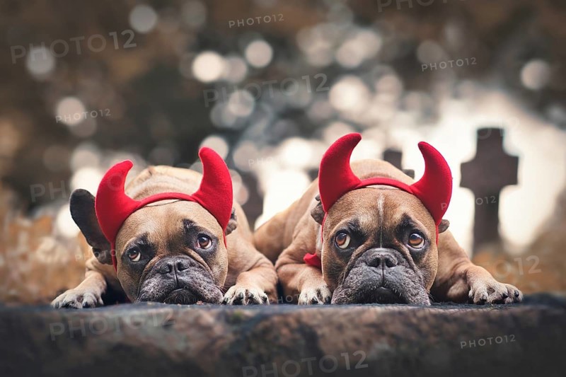 Pair of Halloween French Bulldog dogs wearing red devil horns costume headbands in front of graveyard in blurry background