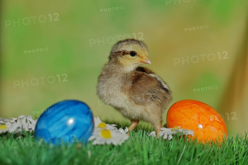 Domestic chicken (Gallus gallus domesticus), chicken chicks with colourful Easter eggs, North Rhine-Westphalia, Germany, Europe