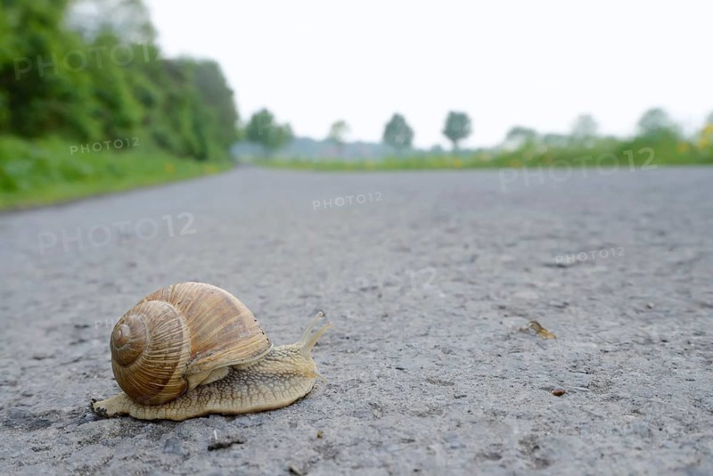 Burgundy snail (Helix pomatia) on a road, North Rhine-Westphalia, Germany, Europe