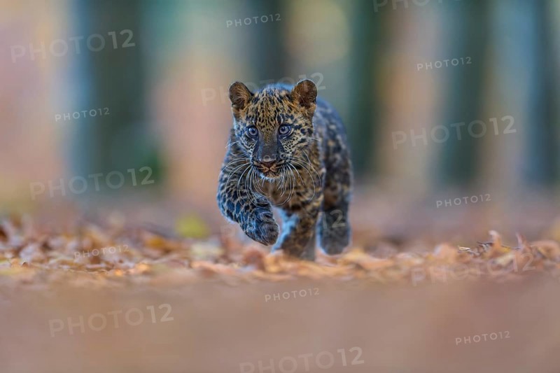 Indian leopard (Panthera pardus fusca), young animal running in forest