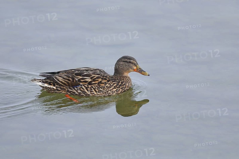 Mallard (Anas platyrhynchos), female, swimming on the lake, Chiemsee, Prien, Bavaria, Germany, Europe