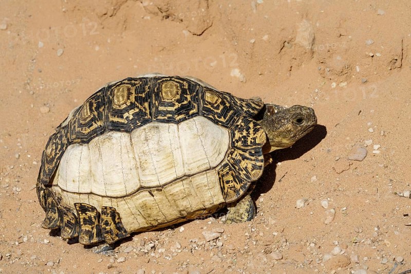 Leopard tortoise (Stigmochelys pardalis) with pigment disorder on its shell. Kalahari, South Africa, Africa
