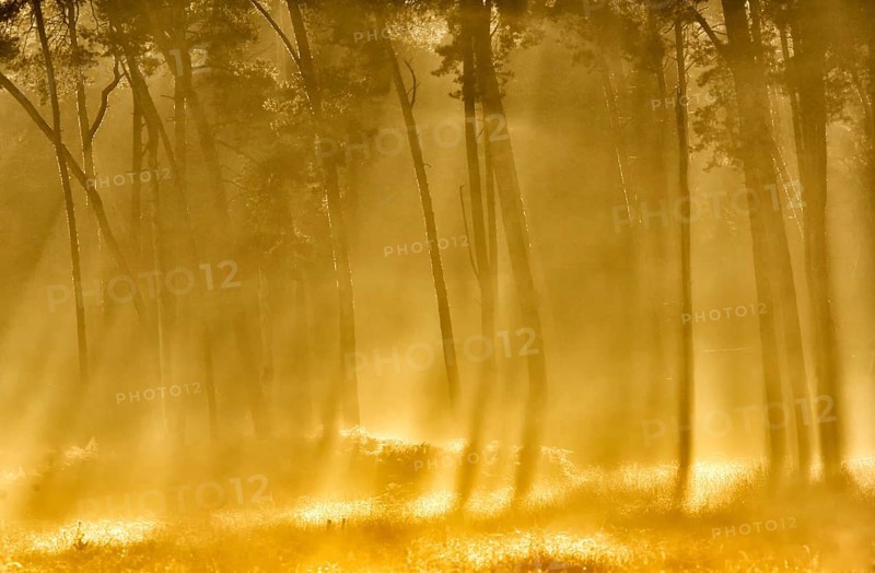 Scots pine forest (Pinus silvestris) in autumnal sunny light, Lower Rhine, North Rhine-Westphalia, Germany, Europe