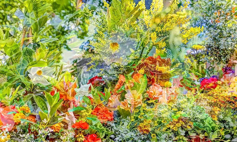 Oilpainting-like picture, various bright flowers, red, yellow and white flowers creative, Dipladenia (Mandevilla), funnel flower white, different plants mixed, artistic picture, flowers alienated, filigree, fresh, fragrant, impressionistic art style, lively spring atmosphere, allover, alienation, dense flower field, bright colours, overlapping, glazing, green leaves, carpet of flowers, sea of flowers, garden, bed, plants, Germany, Europe