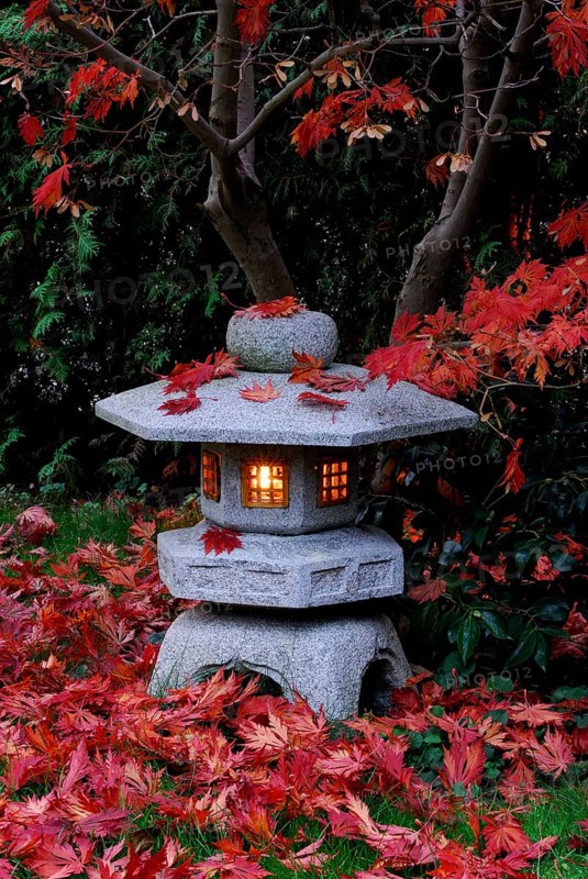 Japanese maple (Acer japonicum aconitifolium) , maple leaves on stone lantern, Japanese stone lantern, Japanese maple, Japanese garden, lantern, autumn leaves