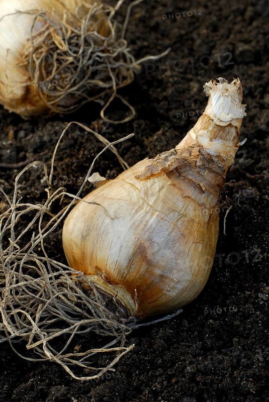 Daffodil bulb Tahiti, flower bulbs, daffodil bulb, narcissus, daffodil