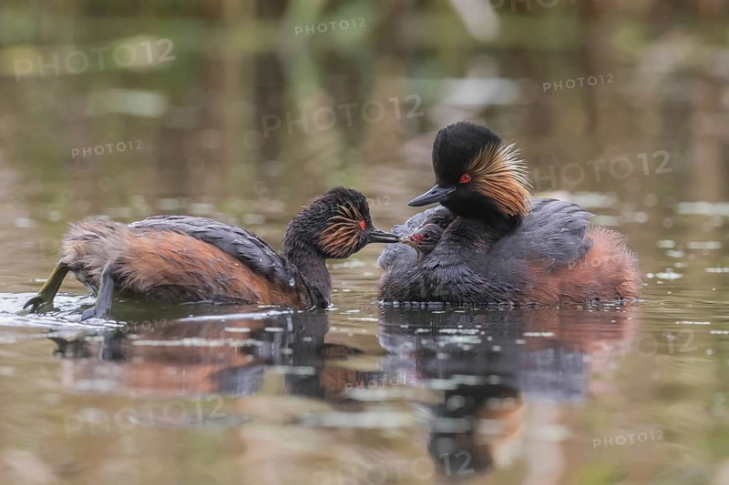 Black-necked Grebe (Podiceps nigricollis) feeding young bird, sitting in plumage, Bavaria, Germany, Europe