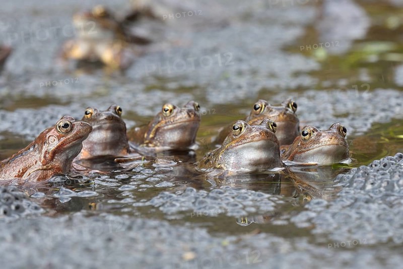 Common frogs (Rana temporaria) between Laich im Wasser, Kalkalpen National Park, Upper Austria, Austria, Europe