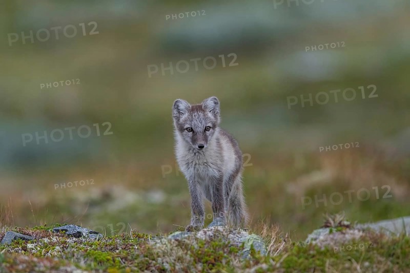 Arctic fox (Alopex lagopus), Varanger, Northern Norway, Norway, Europe