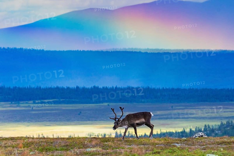 Reindeer (Rangifer tarandus), with rainbow, Lapland, Sweden, Europe