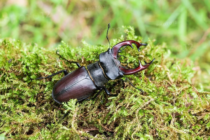 Stag beetle (Lucanus cervus), on moss, Austria, Europe