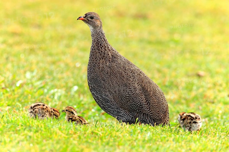Cape spurfowl (Francolinus capensis), female with chicks