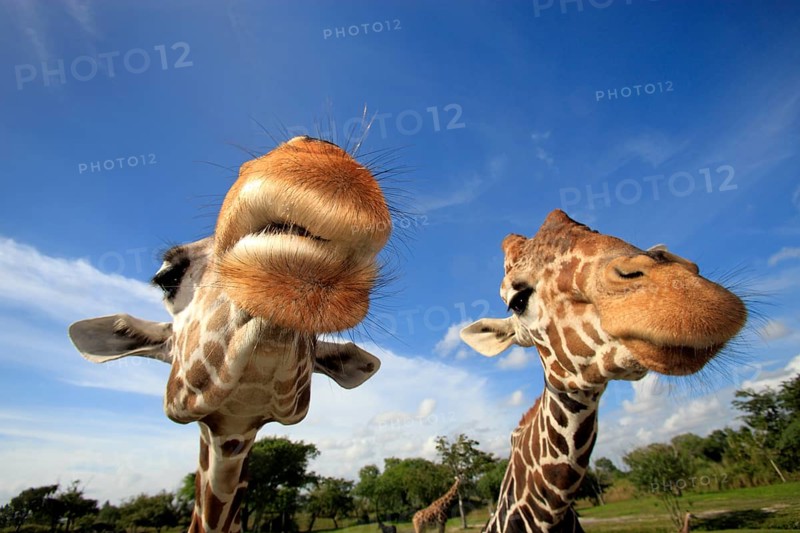 Reticulated (Giraffa camelopardalis reticulata) Giraffes