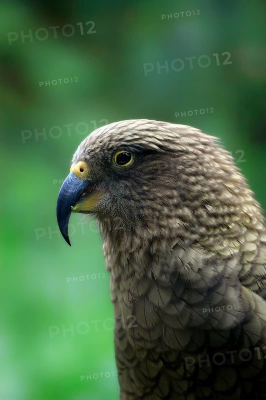 Kea (Nestor notabilis) Parrot, side, profile