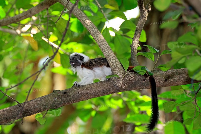 Cotton Head Tamarin (Oedipomidas cotton-top tamarin (Saguinus oedipus)