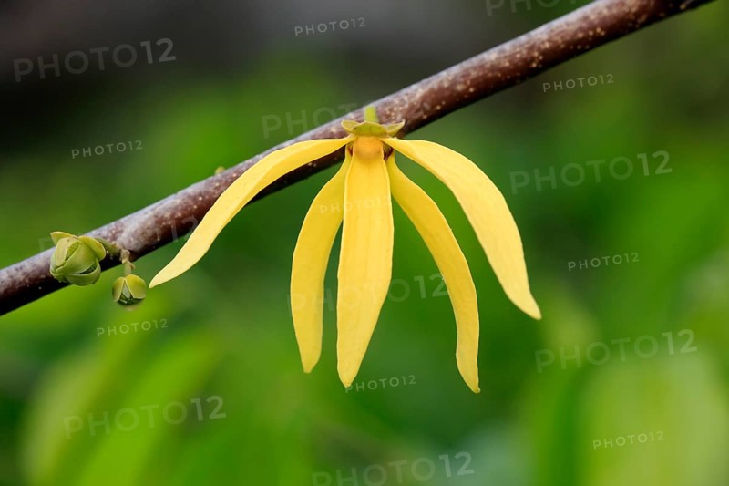 Ylang-ylang (Cananga odorata), Nosy Be, Annonaceae, Madagascar, Africa