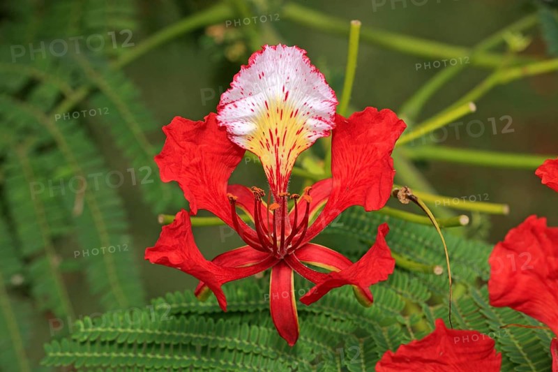 Royal poinciana (Delonix regia), flower, Mkuze Park, South Africa (Poinciana regia), Flamboyant