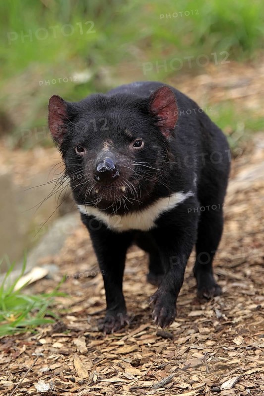 Tasmanian Devil (Sarcophilus harrisii), South Australia