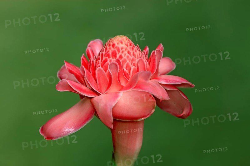 Etlingera (Etlingera), Nosy Be, Madagascar, Africa