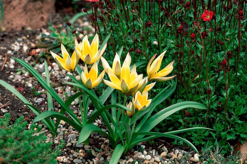 Wild small star tulip (Tulipa tarda tulip (Tulipa tarda)