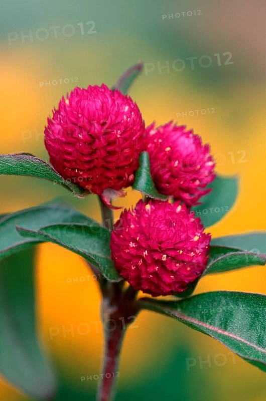 Globe amaranth (Gomphrena globosa)