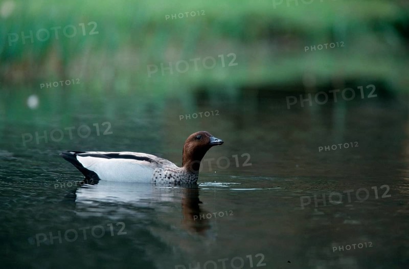 Maned Goose, male, Australia, Maned Goose, male, Australia, Oceania