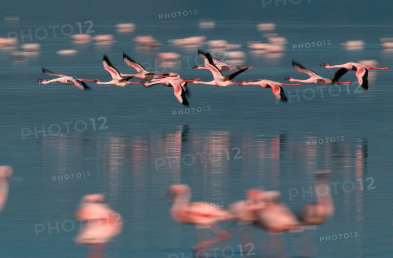 Lesser Flamingos (Phoeniconaias minor) at lake Nakuru, Nakuru national park, Kenya, Africa