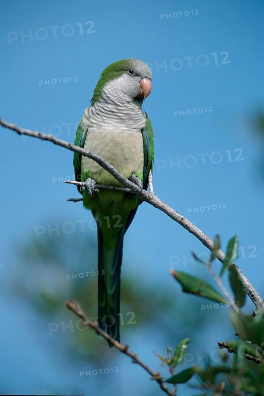 Monk Parakeet (Myiopsitta monachus), Florida, USA, North America