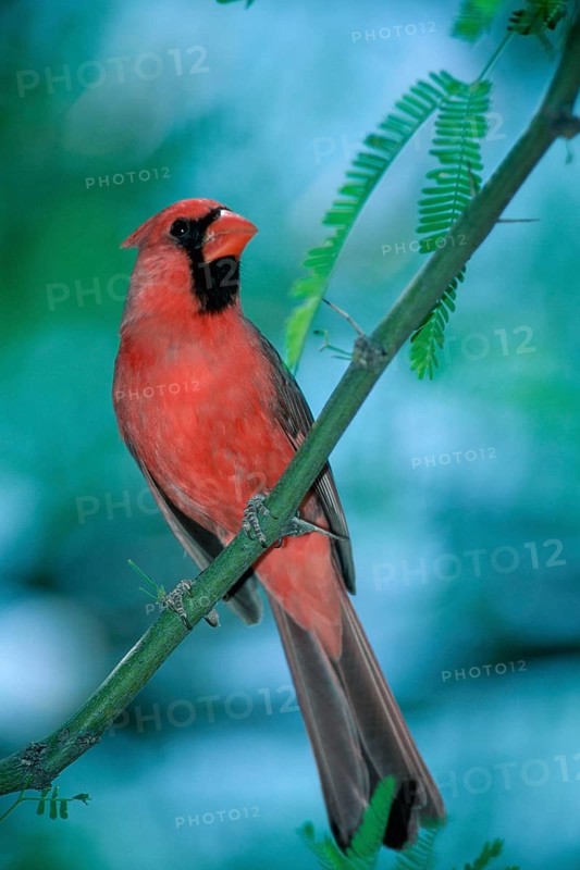 Common Cardinal (Cardinalis cardinalis), male, Sonora desert, Arizona, USA, North America